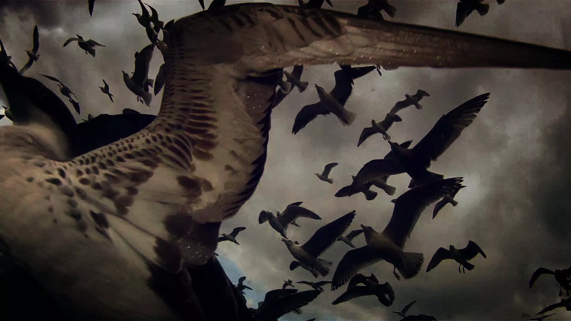You are currently viewing Dokumentarfilm neu denken – „Leviathan“ und die Zukunft der Visuellen Anthropologie